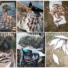 Чернігівським рибоохоронним патрулем протягом тижня вилучено 78 кг незаконно добутої риби та 48 од. заборонених знарядь лову