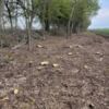 У Борзнянському районі невідомі особи незаконно зрубали 663 дерева