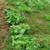 В Чернігівському районі поліція знищила незаконний посів з 300 рослин снодійного маку
