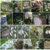 Чернігівським рибоохоронним патрулем протягом червня зафіксовано 174 порушення Правил рибальства, вилучено 285 кг незаконно добутої риби та понад 5 км сіток