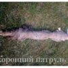 Чернігівським рибоохоронним патрулем викрито порушника, який наловив раків на кримінальну справу
