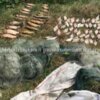 Чернігівським рибоохоронним патрулем викрито браконьєрів із 15 кг незаконно добутої риби