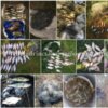 Чернігівським рибоохоронним патрулем за тиждень зафіксовано 23 порушення Правил рибальства зі збитками понад 12 тис.грн