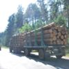 Фури та лісовози ігнорують обмеження руху у спеку