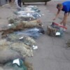 Чернігівський рибоохоронний патруль утилізував понад 3 км сіток