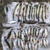 На Козелеччині рибпатрулем викрито браконьєрів з 9 кг незаконно добутої риби