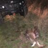 Виявлено факт незаконного полювання на зайця русака