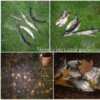 Чернігівським рибоохоронним патрулем протягом тижня виявлено 80 порушень Правил рибальства