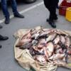 Поліція викрила на браконьєрстві співробітників рибоохорони