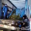 В Чернігівському районі поліція затримала транспорт з незаконними соснами