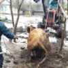 Борзна: рятувальники вивільнили корову з півтораметрової ями