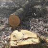 Незаконна рубка дерев на території Красилівського лісництва