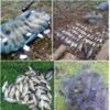 На Корюківщині, під час нересту, браконьєри за допомогою 11 од. сіток незаконно добули понад 20 кг риби, - Чернігівський рибоохоронний патруль
