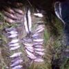 На Менщині викрито браконьєра з 42 екз. незаконно добутої риби, - Чернігівський рибоохоронний патруль