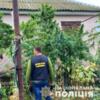 Вилучення наркотичного «урожаю» на півтора мільйона гривень – результат обшуків у жителя Чернігова