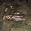 Браконьєриза 11 рибин сплатять майже 20 тис.грн