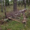 Незаконна вирубка лісу зі збитками 1, 75 млн грн - судитимуть лісника агролісогосподарського підприємства