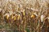 На Чернігівщині за незаконне вирощування кукурудзи фермер сплатив понад 300 тисяч грн