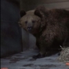 Двійко ведмедів з Мени зооволонтери евакуювали у Познань