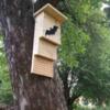 В Ялівщині розвішують будиночки для кажанів