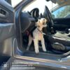 Альфа знайшла наркотики у подорожуючих