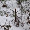 У Носівському лісництві перед Новим роком незаконно спиляли 133 сосни