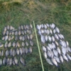 Браконьєрами знищується вид риби, занесений до Червоної книги України