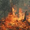 Чернігівська область: горять поля, ліси, лука та будівлі  