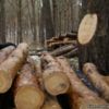 Мародерство в пошані, або хто відповість за незаконну вирубку лісу?